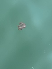 Chrysaora pacifica