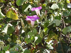 Ipomoea leucotricha