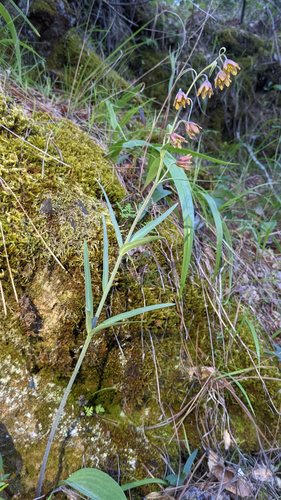 Fritillaria eastwoodiae, photograph 5