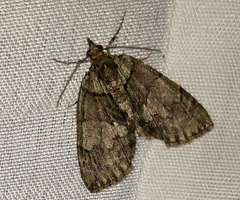 Hydriomena pluviata