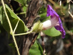 Ipomoea villifera