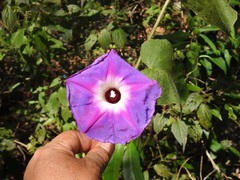 Ipomoea villifera