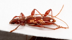 Coptocercus biguttatus