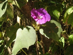Ipomoea villifera