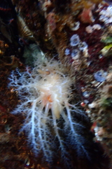 Eupentacta quinquesemita