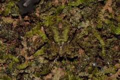 Stephanopis carcinoides