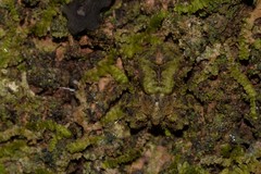 Stephanopis carcinoides