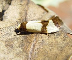 Prepocosma schalidota