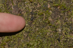 Stephanopis carcinoides