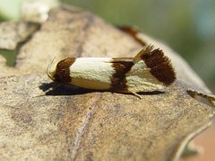 Prepocosma schalidota