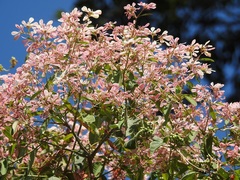 Euphorbia leucocephala