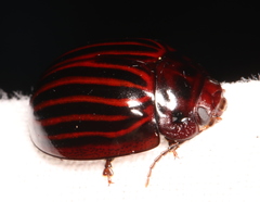 Paropsisterna octolineata