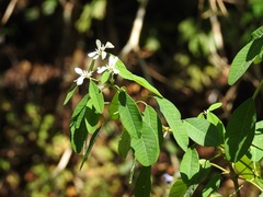 Euphorbia leucocephala