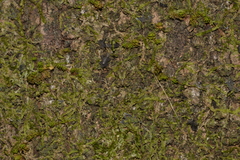 Stephanopis carcinoides