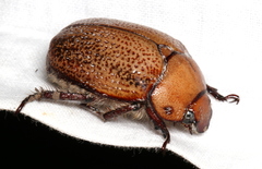 Anoplognathus velutinus