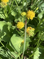 Sanicula maritima