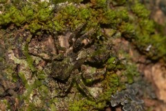 Stephanopis carcinoides