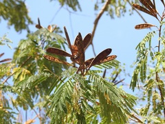 Calliandra houstoniana calothyrsus