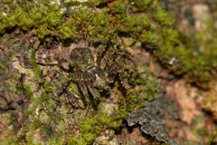 Stephanopis carcinoides