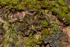 Stephanopis carcinoides