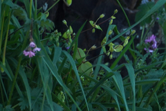 Holosteum umbellatum