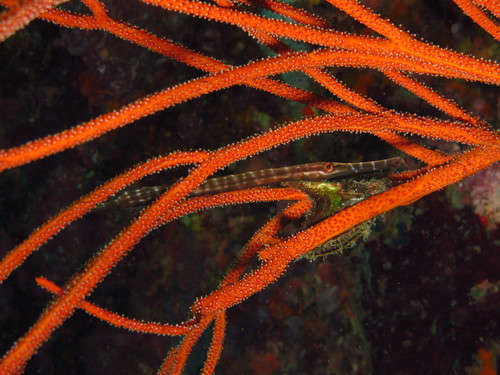 Pacific Trumpetfish