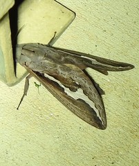 Abantiades labyrinthicus