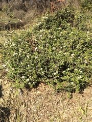 Ceanothus jepsonii