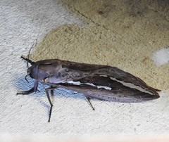 Abantiades labyrinthicus