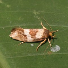 Prepocosma schalidota