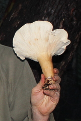 Aspropaxillus