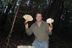 Aspropaxillus