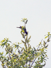 Carpodacus erythrinus