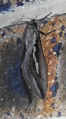 Abantiades labyrinthicus