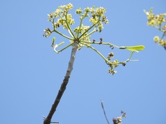 Gyrocarpus mocinoi