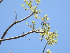 Gyrocarpus mocinoi