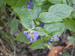 Salvia connivens