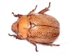 Anoplognathus velutinus