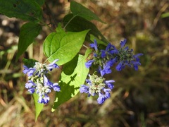 Salvia connivens