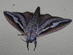 Abantiades labyrinthicus