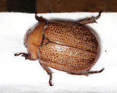 Anoplognathus velutinus