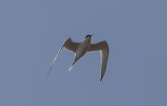 Thalasseus sandvicensis