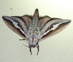 Abantiades labyrinthicus