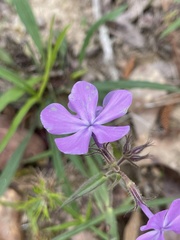 Phlox pilosa pilosa
