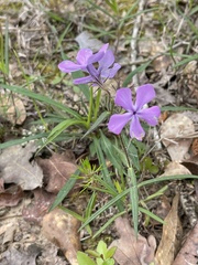 Phlox pilosa pilosa