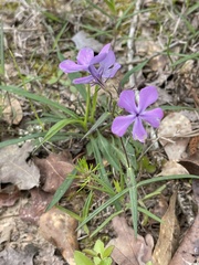 Phlox pilosa pilosa