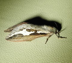 Abantiades labyrinthicus