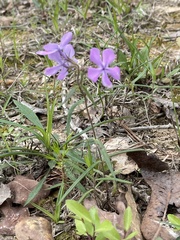 Phlox pilosa pilosa