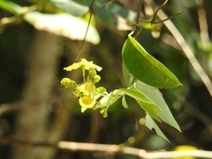 Stigmaphyllon ellipticum