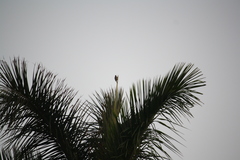Melanerpes uropygialis